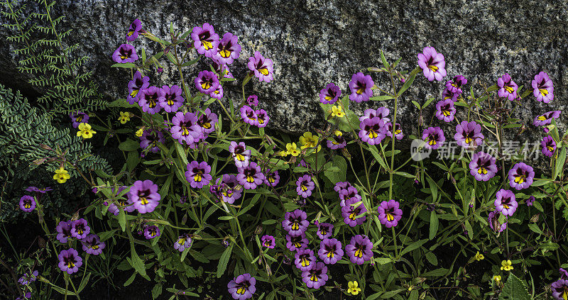 Mimulus filicaulis, Hetch Hetchy Monkeyflower，是加州特有的，在那里它只知道来自马里波萨和图奥勒姆县的内华达山脉。位于加州内华达山脉的约塞米蒂国家公园。Phymaceae。